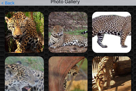 Wild Panther Video and Photo Gallery FREE screenshot 4