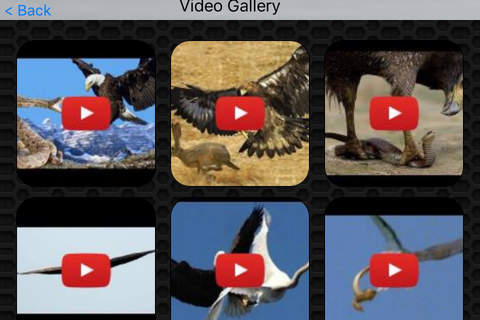 Eagle Photos & Video Galleries FREE screenshot 2