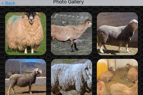 Sheep Video and Photo Galleries FREE screenshot 4