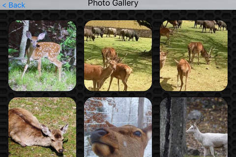 Deer Video and Photo Galleries FREE screenshot 4