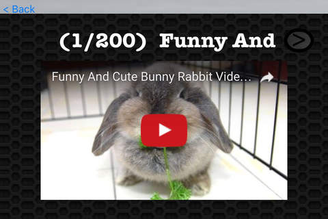Rabbit Video and Photo Galleries FREE screenshot 3