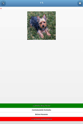 Dog breeds - quiz screenshot 3