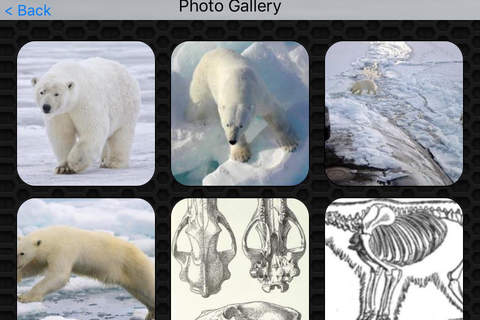 Polar Bear Video and Photo Galleries FREE screenshot 4