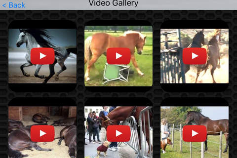 Horse Video and Photo Galleries FREE screenshot 2