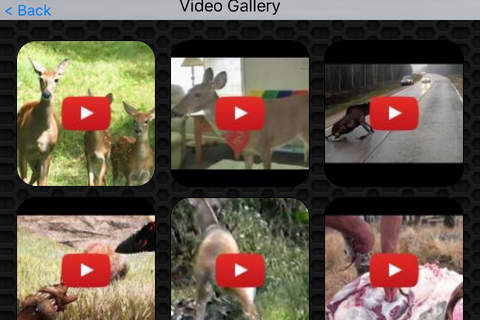 Deer Photos & Video Galleries FREE screenshot 2