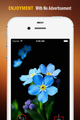 Forget-Me-Not Wallpapers HD: Quotes Backgrounds with Art Pictures screenshot 2
