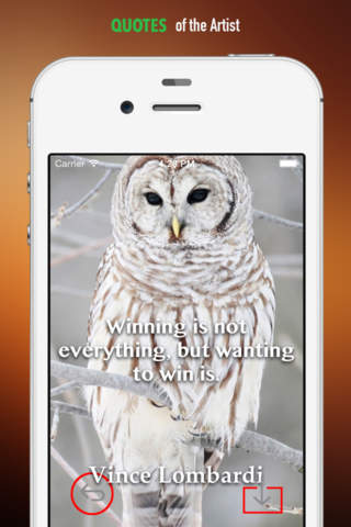 Owl Wallpapers HD: Quotes Backgrounds with Awesome Designs screenshot 4