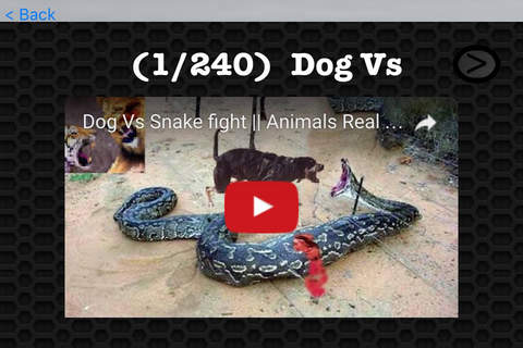 Snake Video and Photo Galleries FREE screenshot 3