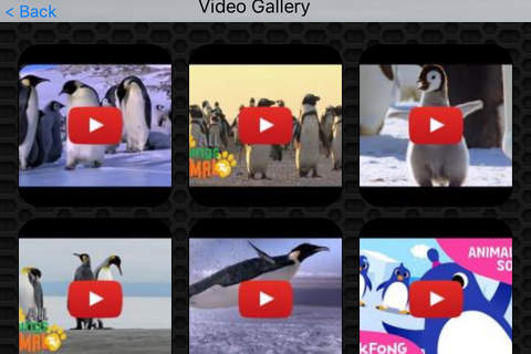 Penguin Video and Photo Galleries FREE screenshot 2