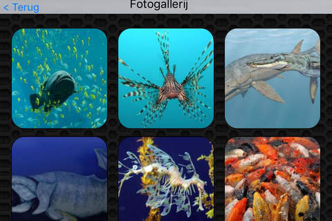 Fish Photos & Video Galleries FREE screenshot 4