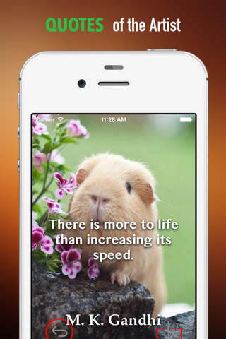 Guinea Pigs Wallpapers HD: Quotes Backgrounds with Art Pictures screenshot 4