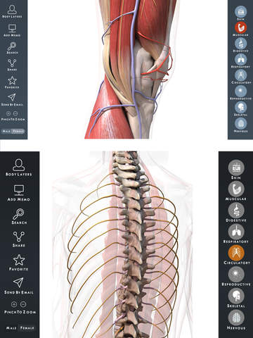 Human Anatomy Atlas : Premium 3d visual guide for skeleton and bones, joints muscles - The complete Health Conditions screenshot 3