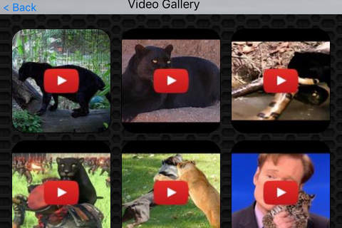 Panther Photos & Video Galleries of wildest cat FREE screenshot 2