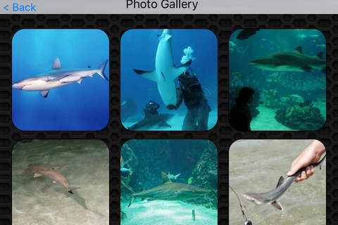 Shark Video and Photo Galleries FREE screenshot 4