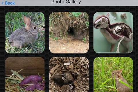 Rabbit Video and Photo Galleries FREE screenshot 4