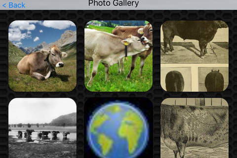 Cow Video and Photo Galleries FREE screenshot 4