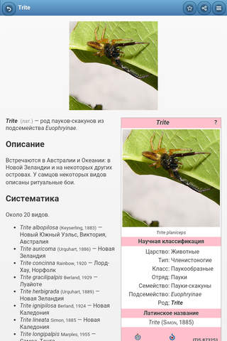 Directory of spiders screenshot 2