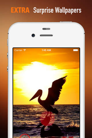 Pelican Wallpapers HD: Quotes Backgrounds with Art Pictures screenshot 3