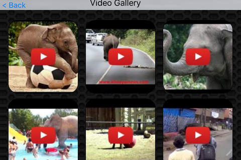 Elephant Video and Photo Galleries FREE screenshot 2
