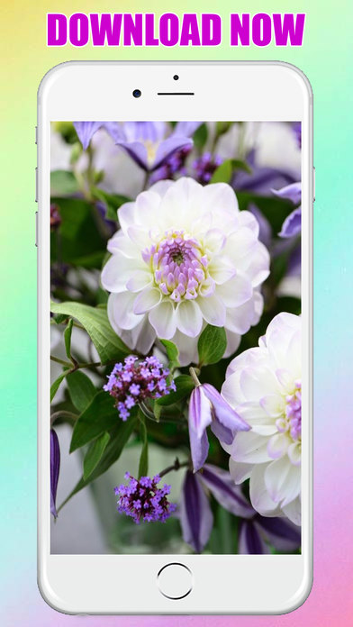 flower Wallpaper & Background for Iphone and Ipad screenshot 3