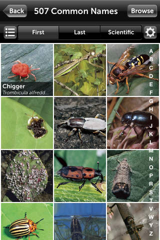 Audubon Insects and Spiders – A Field Guide to North American Insects and Spiders screenshot 2