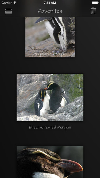 Penguins Collection Pro