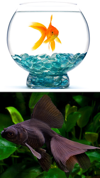 【免費生活App】GoldFish Pets - Download Cute Small And Big Golden Fish Wallpapers & Pictures-APP點子