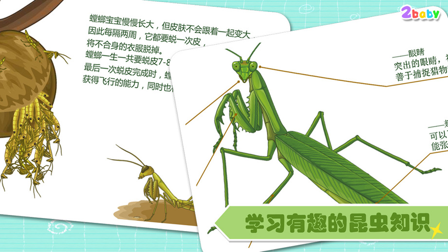 螳螂 昆虫世界 有趣的儿童互动绘本故事书