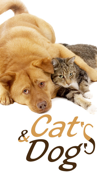 Cats Dogs Hd Wallpapers and Backgrounds