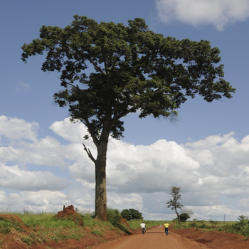 Useful Trees of East Africa LOGO-APP點子