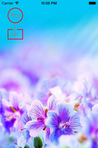 Best HD Flowers Art Wallpapers for iOS 8 Backgrounds: Nature Theme Pictures Collection screenshot 2