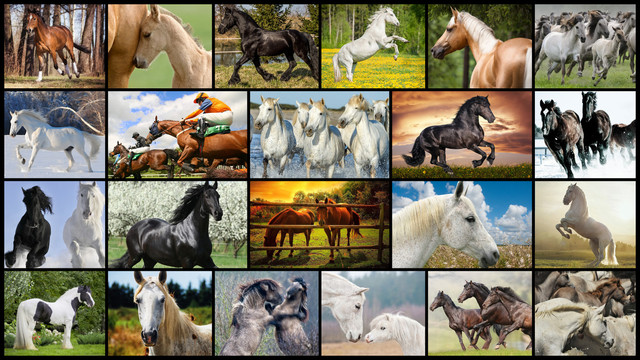 Mighty Horses - Real Horse Picture Puzzle Games for kids