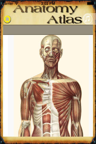 Full Atlas of Human Anatomy - Human Body Anatomy with all Human Organs , Human Bones and Human Muscles! screenshot 3