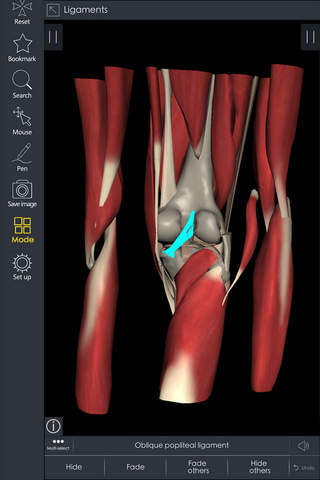 IB Low. limb - 3D Detailed Anatomy screenshot 3