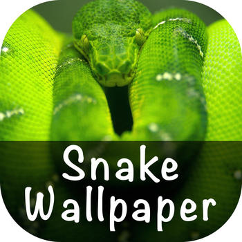 Snake Wallpaper HD 娛樂 App LOGO-APP開箱王