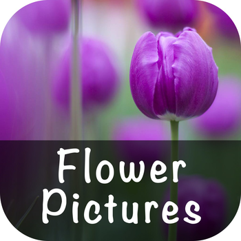 Flower Pictures Wallpapers LOGO-APP點子