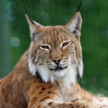 Bobcat - Lynx Sound Effects - The Best High Quality Sounds and Ringtones Out There LOGO-APP點子