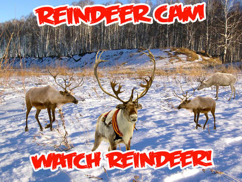 【免費娛樂App】ReindeerCam - Watch Santa's Reindeer & More-APP點子