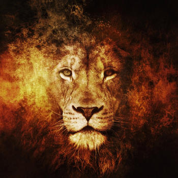 Amazing Lions Wallpapers LOGO-APP點子