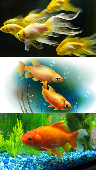 【免費生活App】Cute GoldFish Wallpapers - Best Collection Of Cute GoldFish-APP點子