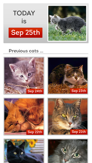 Cat a Day App