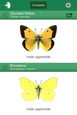 British & Irish Butterflies screenshot 2