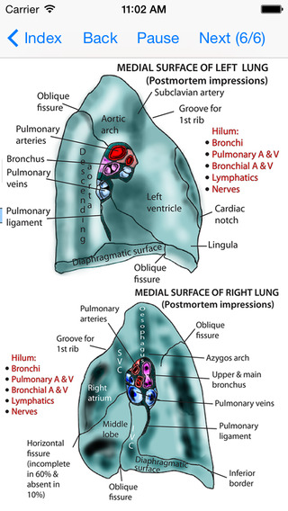 【免費醫療App】Anatomy Lectures Thorax and Abdomen-APP點子