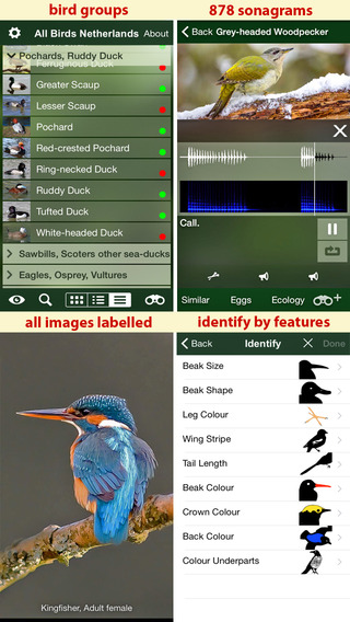 【免費書籍App】All Birds Netherlands - A Complete Field Guide to the Official List of Bird Species Recorded in the Netherlands-APP點子