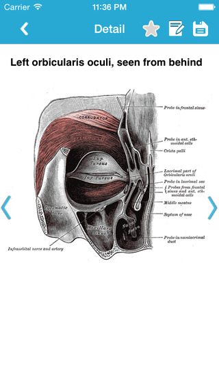 【免費醫療App】Gray's Anatomy Pro 2014-APP點子