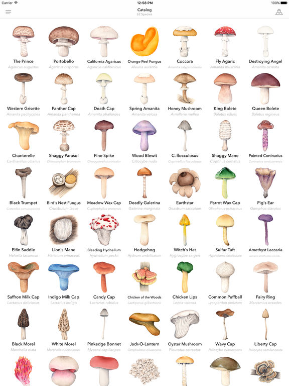 mushroom infographic