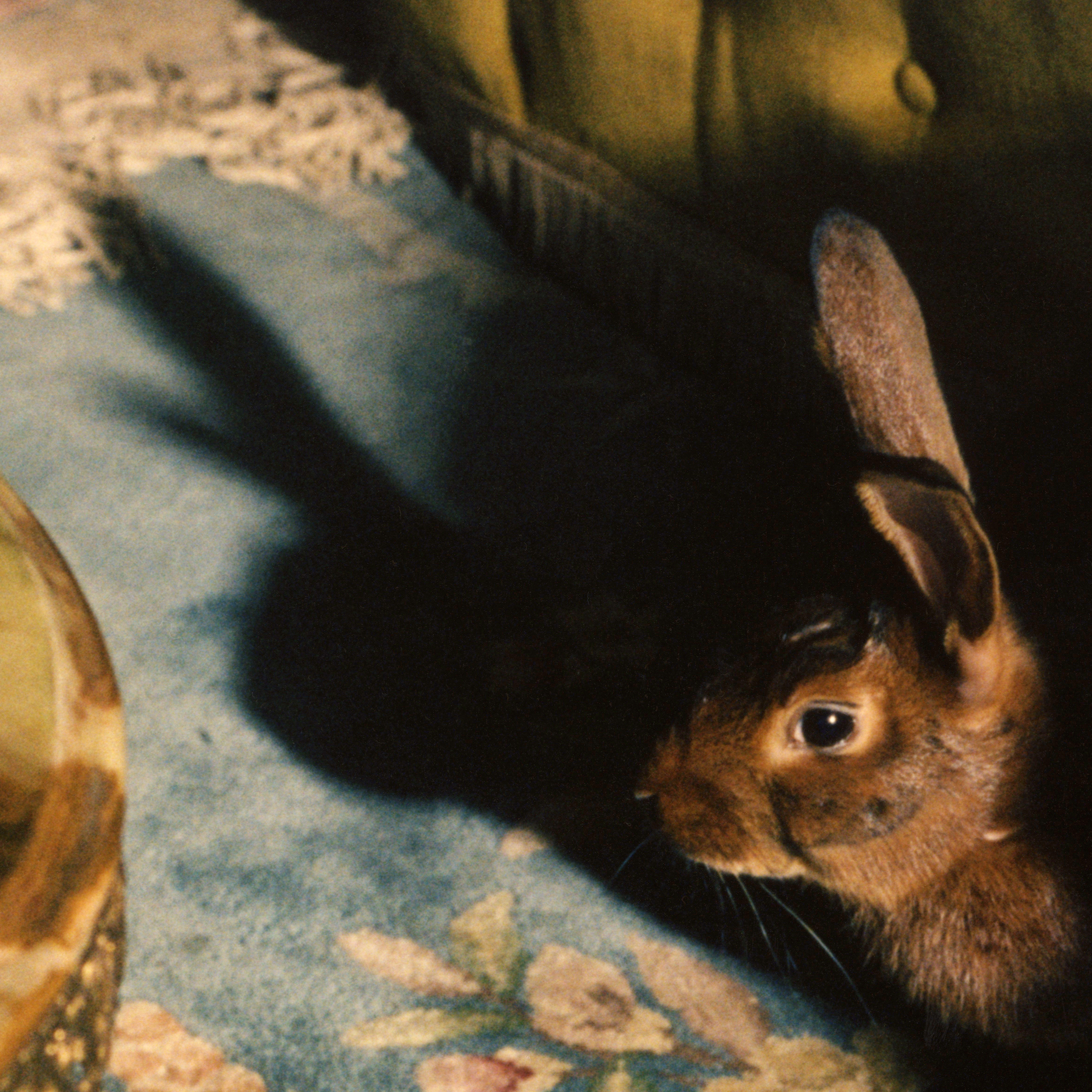 Florence Road — Rabbits Can Swim cover artwork