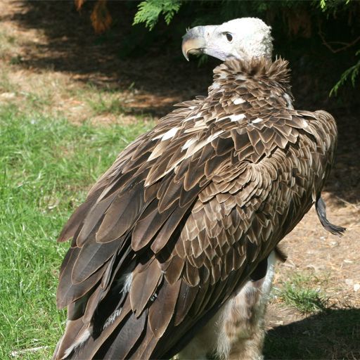 SlidePuzzle - Vulture