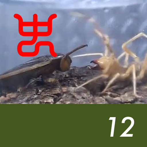 Insect arena 5 - 12.Giant water bug VS Wind scorpion
