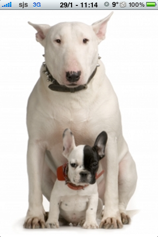 Bull Terrier with a puppy Slide Puzzle image #1